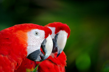 macaw