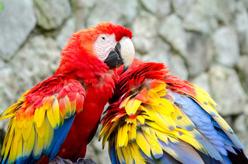 macaw