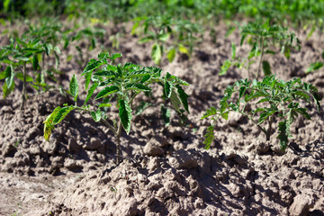 The little seedlings of tomatoes growing in the garden, agriculture