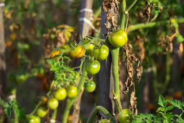 Red and green tomatoes with dry leaves grow in the garden in Sunny weather, agriculture