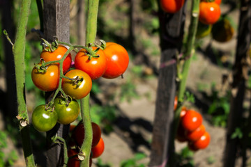 Red and green tomatoes with dry leaves grow in the garden in Sunny weather, agriculture