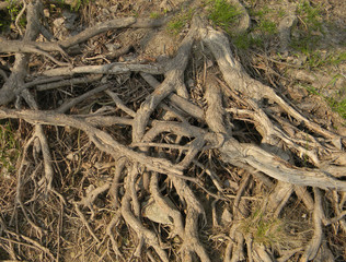 The roots of an old tree above the surface of the earth.