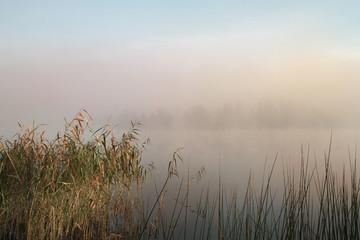 Misty morning on the lake. Dawn in the fog. Reed and plants in the foreground. Calm autumn landscape.