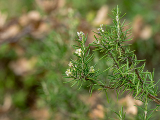 Rosmarinus officinalis - Le Romarin officinal, une herbe aromatique des maquis et garrigues du...
