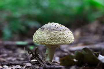 Amanita regalis - brown poisonous mushroom growing in the forest, background﻿