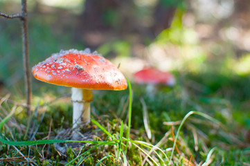 forest mushroom fly agar