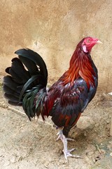 Fighting rooster in Philippines