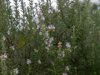 Rosmarinus officinalis - Le Romarin officinal, une herbe aromatique des maquis et garrigues du pourtour méditerranéen