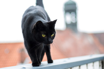 Schwarze Katze über den Dächern von Stade