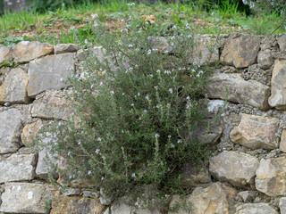 Rosmarinus officinalis - Le Romarin officinal, une herbe aromatique des maquis et garrigues du pourtour méditerranéen
