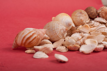sea, shells, shore, beach, nature,natural,white,red,