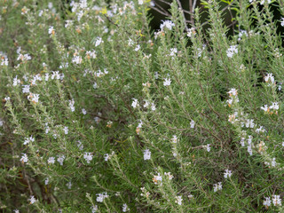 Rosmarinus officinalis - Le Romarin officinal, une herbe aromatique des maquis et garrigues du...