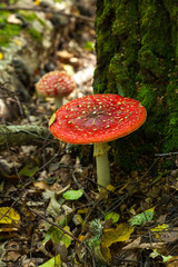 Amanita