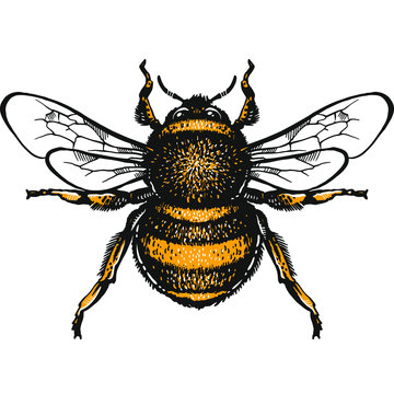 Bumblebee Hand drawn vector illustration. Vector drawing of Bumlebee. Hand drawn insect sketch isolated on white. Engraving style bumble bee illustrations.