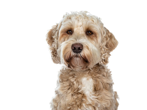 Head shot of sweet female adult golden Labradoodle dog sitting with closed mouth, looking beside camera with brown eyes. Isolated on a white background.