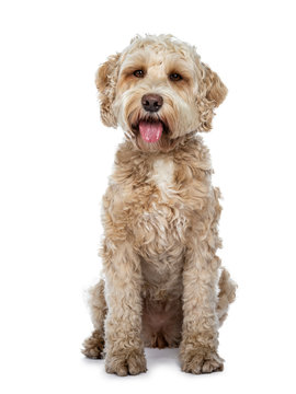 Sweet female adult golden Labradoodle dog sitting up with tongue out of mouth, looking at camera with brown eyes. Isolated on a white background.