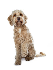 Sweet female adult golden Labradoodle dog sitting up with closed mouth and one paw lifted, looking up with brown eyes. Isolated on a white background.
