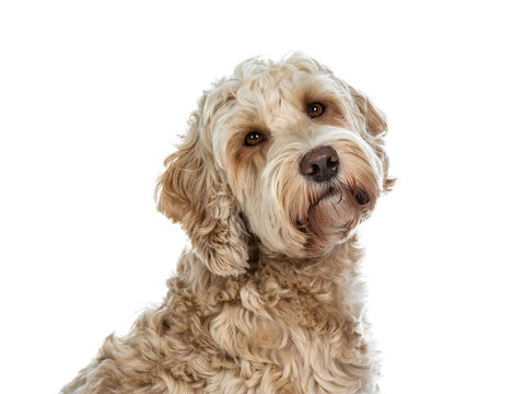 Head shot of sweet female adult golden Labradoodle dog sitting side ways with closed mouth, looking at lens with brown eyes. Isolated on a white background.