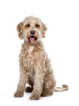 Sweet female adult golden Labradoodle dog sitting with open mouth and tongue out, looking at camera with brown eyes. Isolated on a white background.