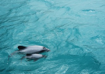 Schwimmende Delfine in Neuseeland © Claudia