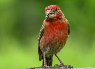 finch