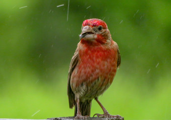 Finch in the rain