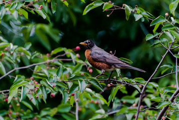 American Robin perching in a Serviceberry Tree in Southeast Michigan, USA.