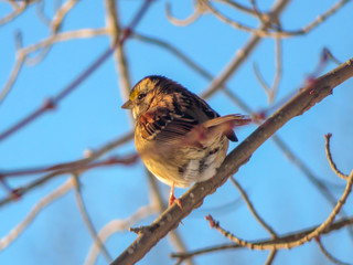 sparrow on a branch