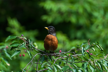 American Robin perching in a Serviceberry Tree in Southeast Michigan, USA.