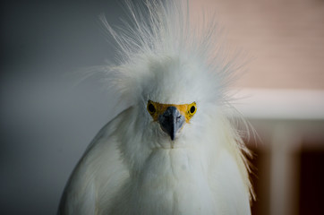 Snowy Egret (Egretta thula), Florida, USA