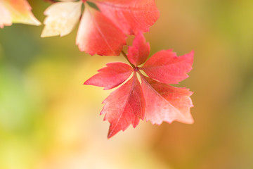 sch&ouml;ne farbige Herbstbl&auml;tter der Kletterpflanze Jungfernrebe Partenocissus Veitchii vor seinem sch&ouml;nen bokeh Hintergrund
