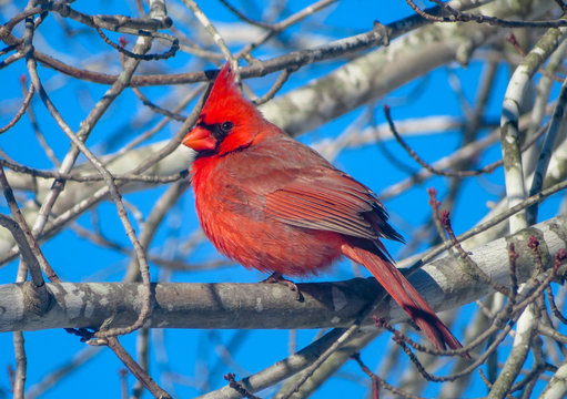 northern cardinal on a branch