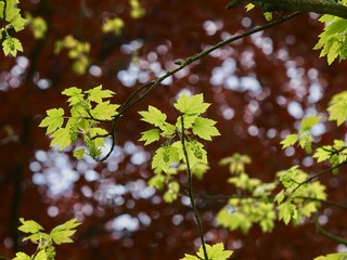 Maple Sapling