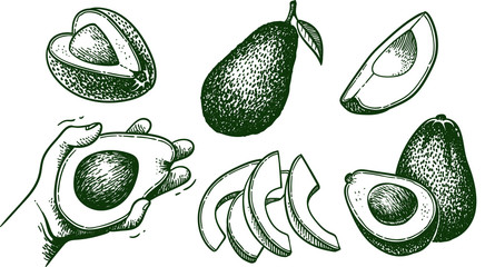 Vector hand drawn avocado set. Whole avocado, sliced pieces, half, leaf and seed sketch. Tropical summer fruit engraved style illustration. Detailed food drawing. Great for label, poster, print
