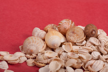 sea, shells, shore, beach, nature,natural,white,red,