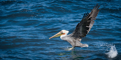 Brown pelican taking off from water