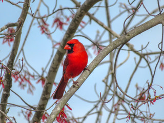 cardinal on a branch
