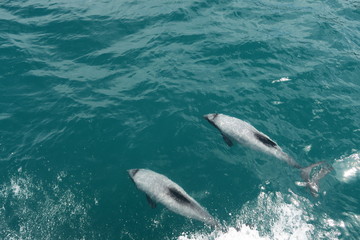 Schwimmende Delfine in Neuseeland