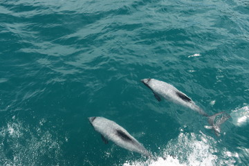 Schwimmende Delfine in Neuseeland © Claudia