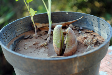 aguacate