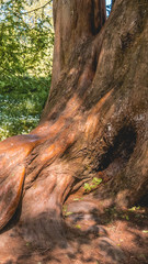 Smartphone HD wallpaper of beautiful view at the Mainau island - Bodensee - Bavaria - Germany