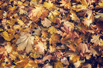 Fallen autumn maple leaves background