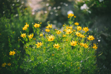 field of yellow flowers