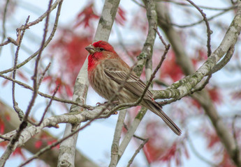 red bird