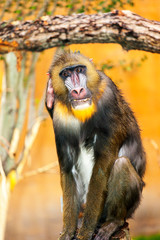 Adult male mandrill