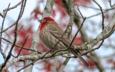 red bird
