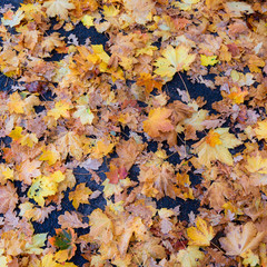 Faallen colorful leaves on the floor sweden gothenburg