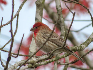 red bird on a branch