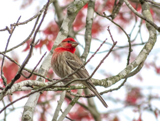 red bird on a branch