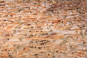 wood texture bark beetle
